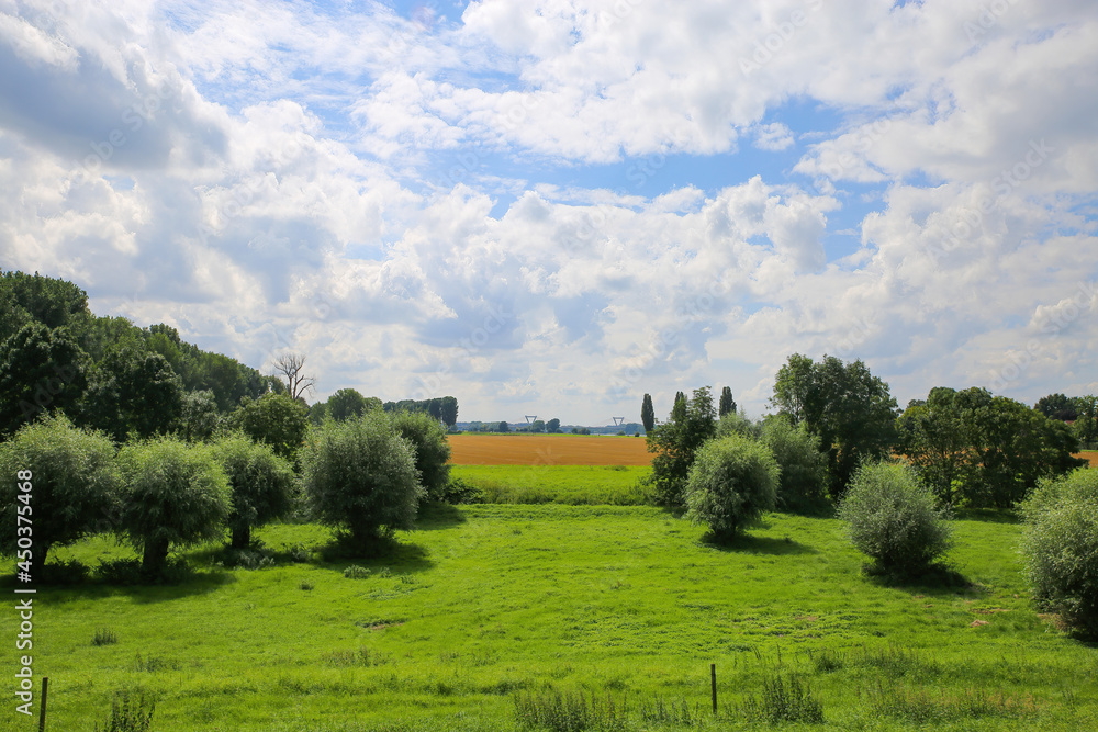View on lush green meadow with trees used as floodplain for river rhine in summer with sky clouds - (Dusseldorf, Kaiserswerth - Germany)