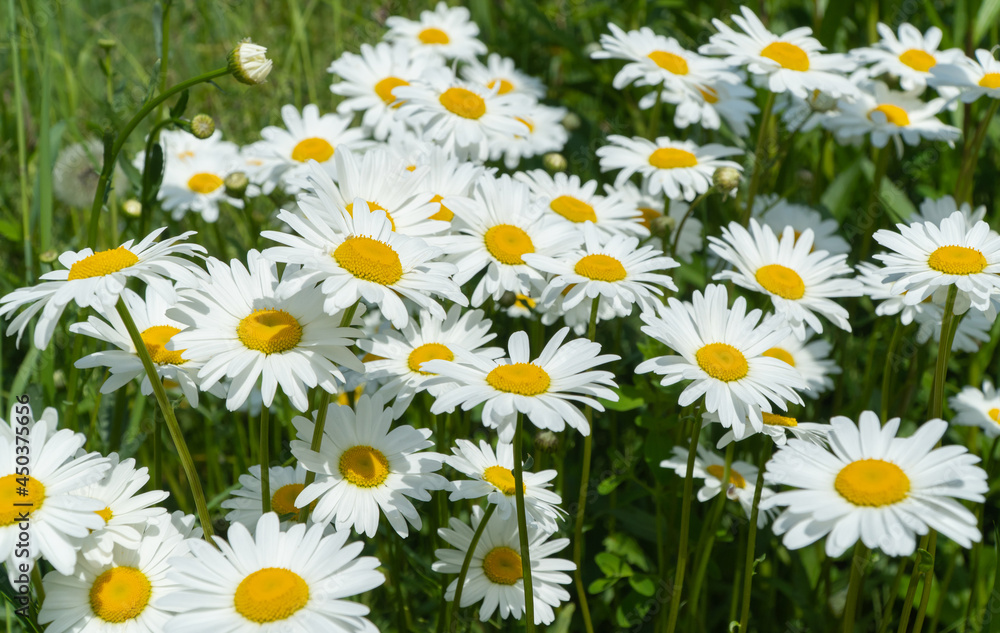 field of daisies. selective focus. Matricaria recutita is a plant widely used for medicinal and cosmetic purposes. field of daisies. selective focus. Matricaria recutita is a plant widely used for medicinal and cosmetic purposes.