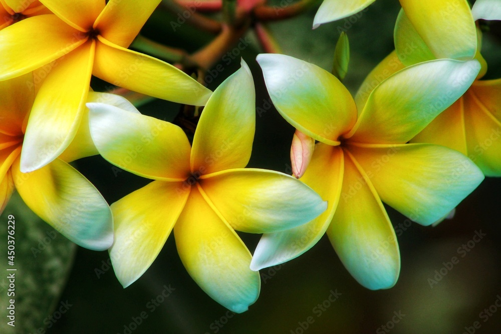 Obraz premium yellow frangipani flower