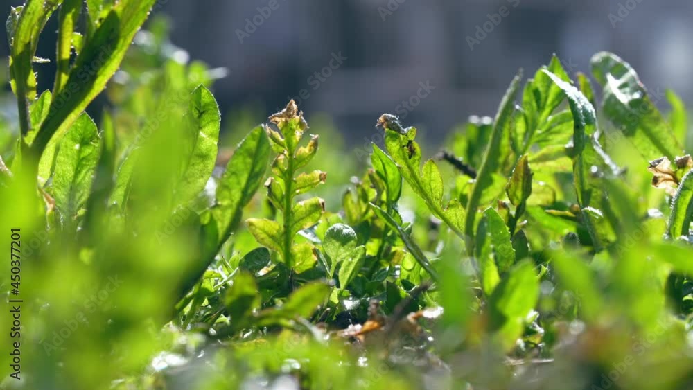 close up details beautiful view on green leaves summer nature in sunligh close up details beautiful view on green leaves summer nature in sunligh