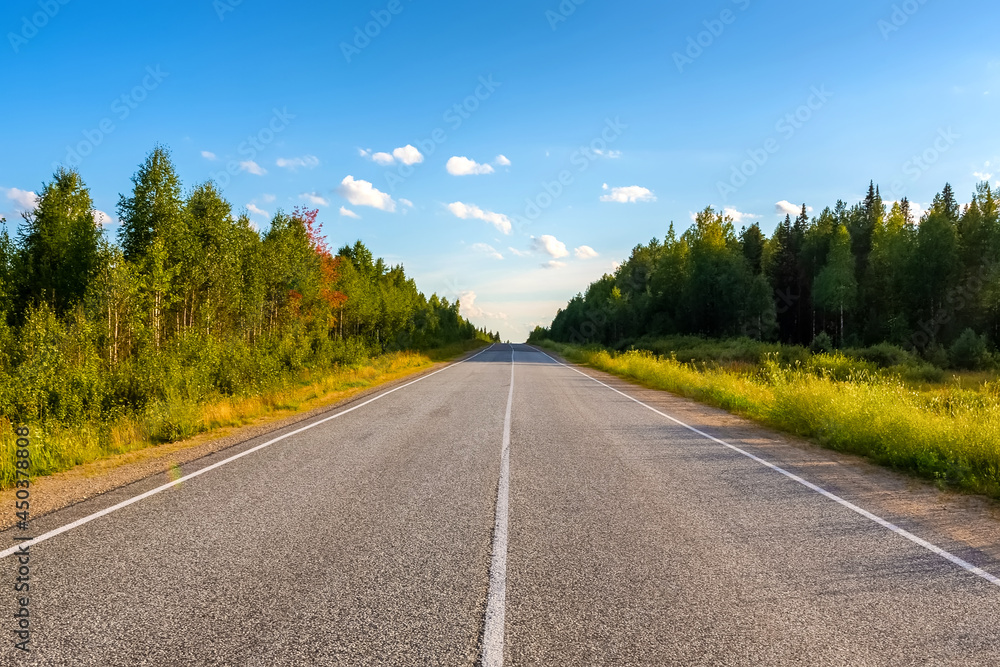 Fototapeta premium Asphalt Road In Green Forest.