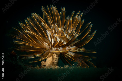 feather duster worm (abellastarte spectabilis) on the reef off the island of Sint Maarten, Dutch Caribbean.