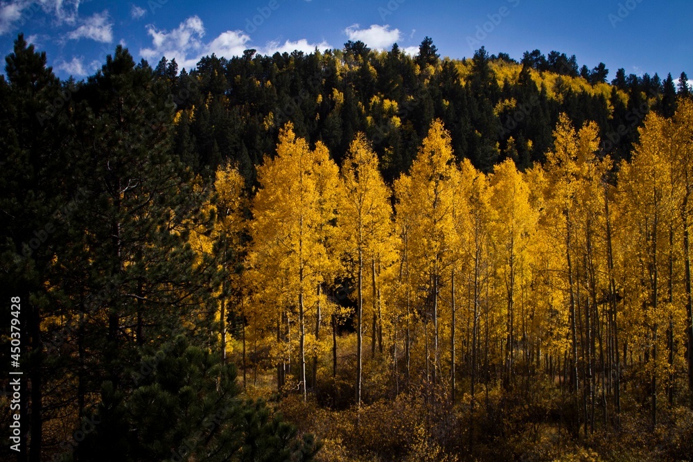 Light hitting Aspens turning colors, fall in the Colorado mountains