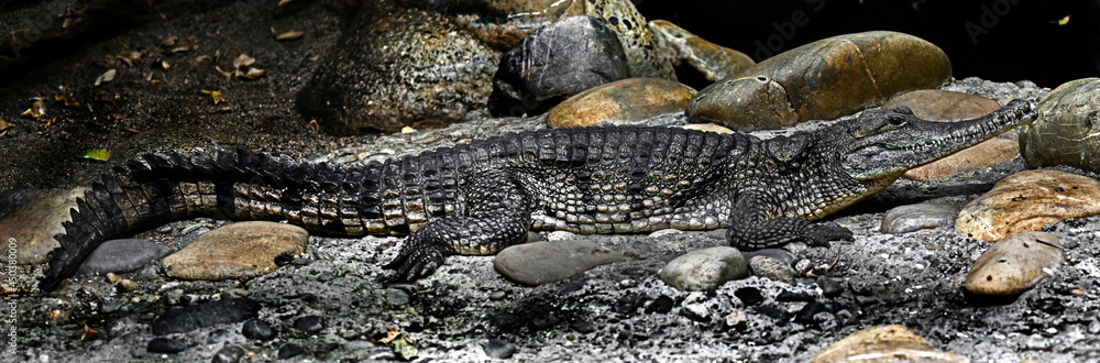 Fototapeta premium Australian crocodile. Latin name - Crocodylus johansoni 