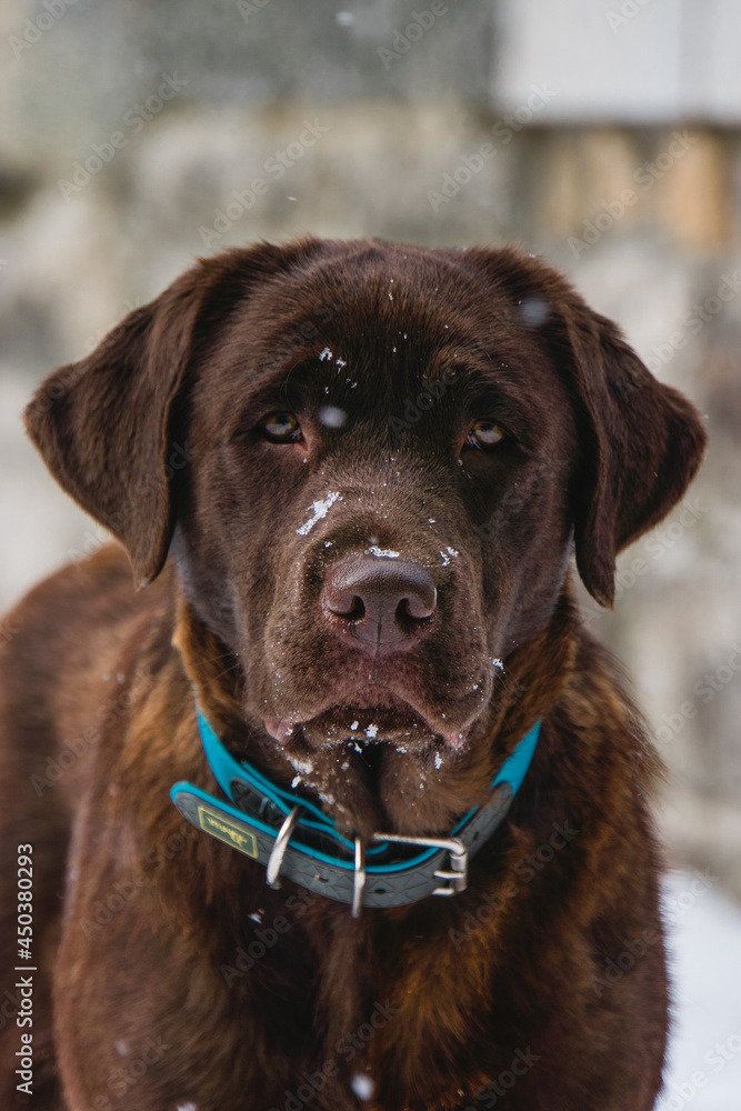 labrador retriever labrador retriever