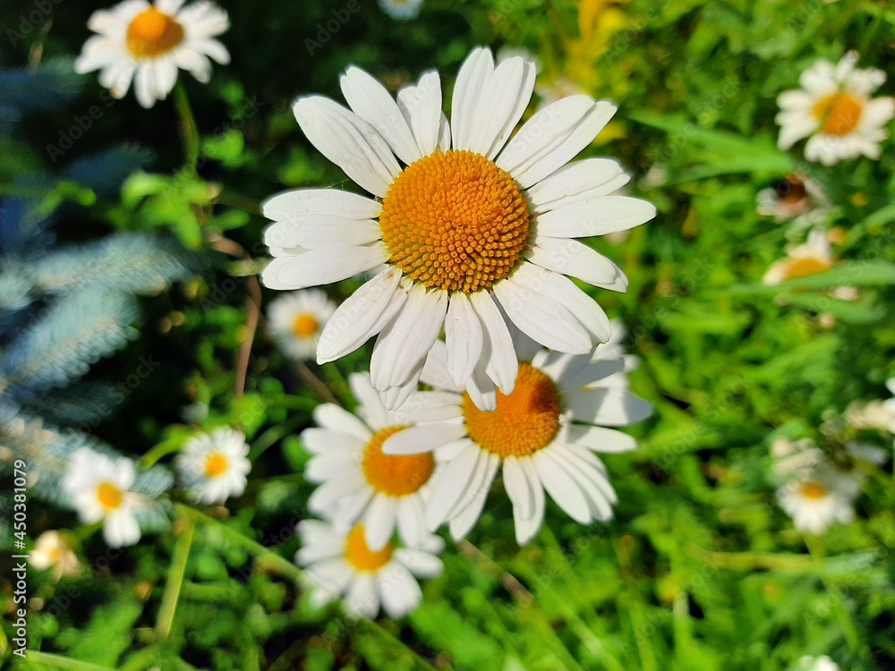 Fototapeta premium chamomile