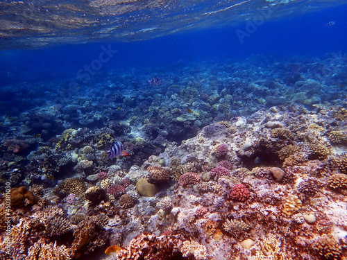 Underwater scenes with corals in Red Sea © Kolevski.V