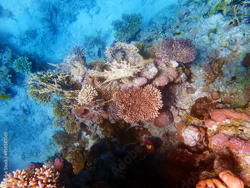 Underwater scenes with corals in Red Sea