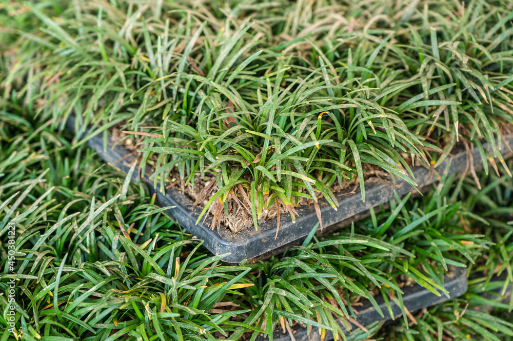 Obraz premium 芝生シート