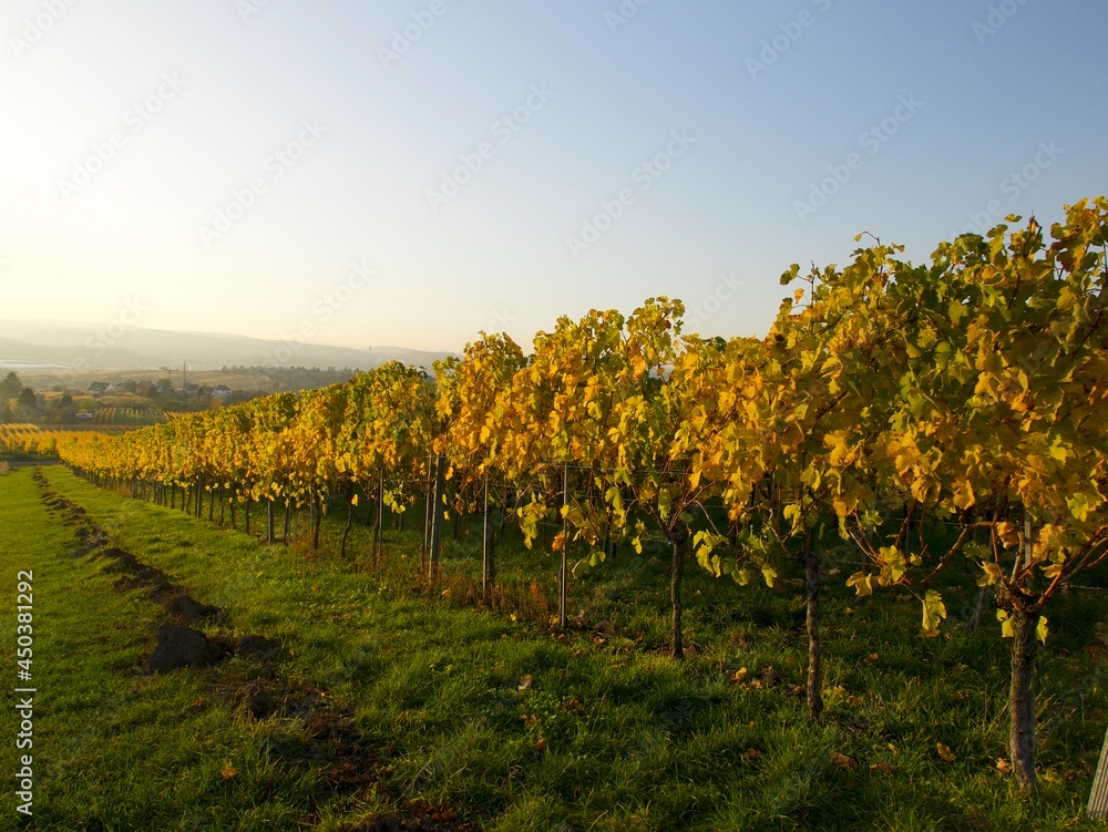 picturesque view of the colorful vineyards on a sunny day in the late autumn