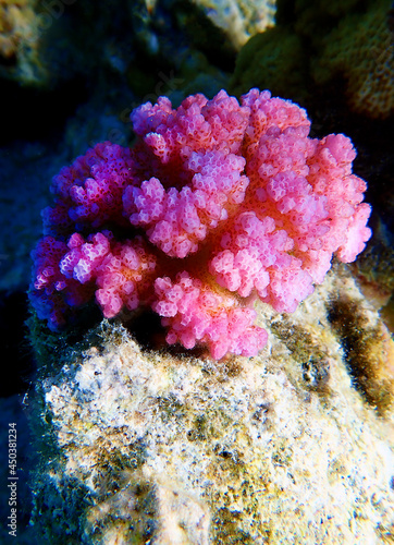 Pocillopora damicornis - Pink Colorful SPS coral in Red Sea  underwater scene