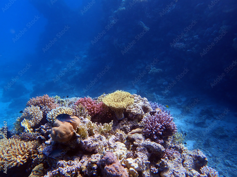 Naklejka premium Underwater scenes with corals in Red Sea