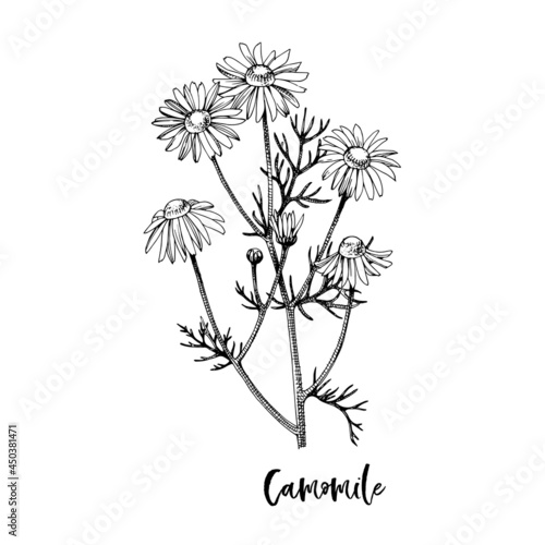 Branch of Camomile. Medicinal herb