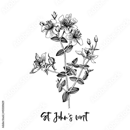 Branch of St. Johns wort. Medicinal herb