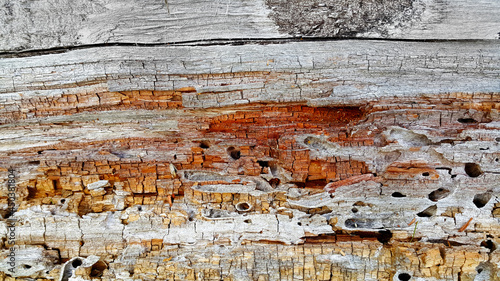 Texture of decaying wood trunk eaten by pests