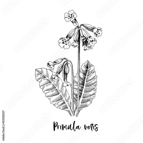 Branch of Primula veris. Medicinal herb