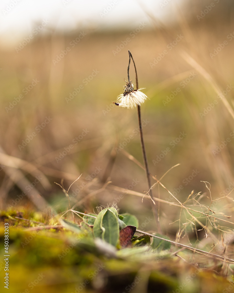 Little flower in the meadow Little flower in the meadow