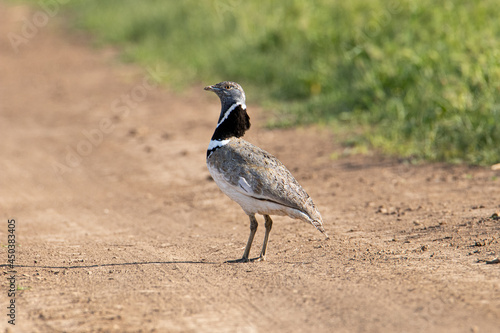 Little bastard is standing on the road. The bird's neck is elongated. A beautiful portrait of a m photo