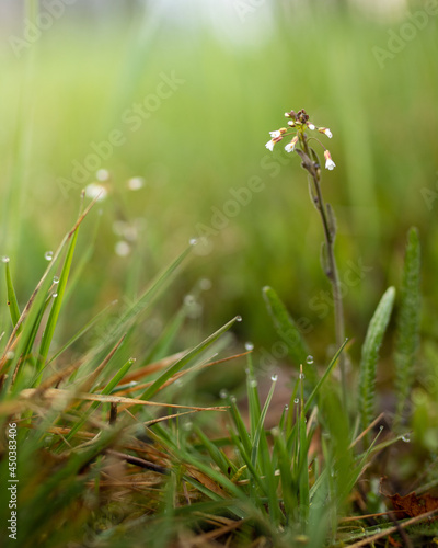 Little flower in the meadow