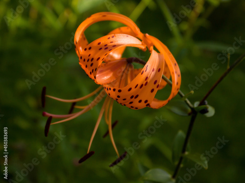 Bright orange tiger lily flower with dark dots on a blurred background of garden greenery.