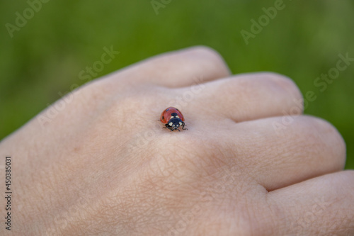 A ladybug is walking on a woman's fist. The concept: the nature in harmony with people. Blurry green background.
