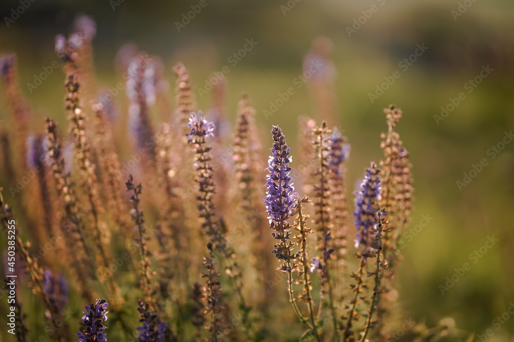 Obraz premium close up of lavender