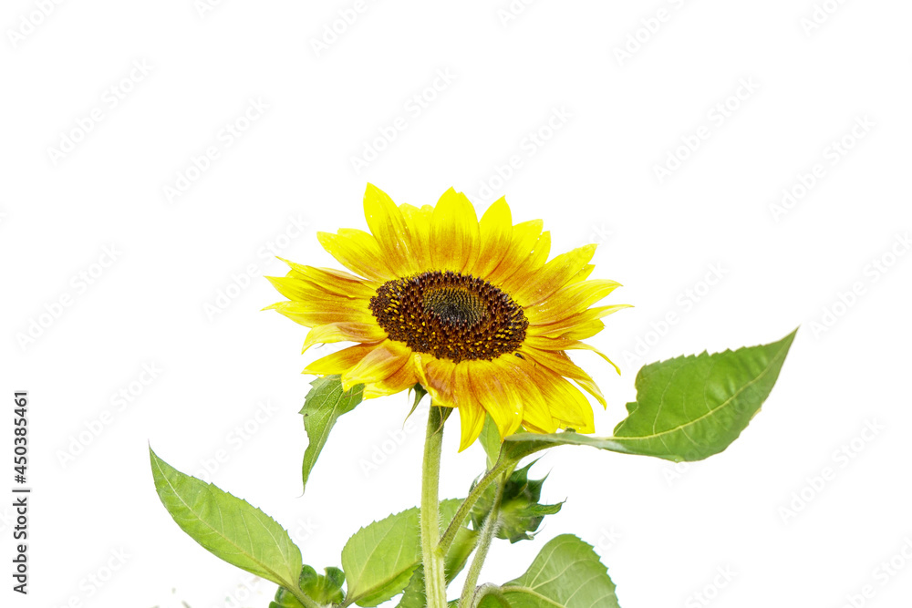 Obraz premium Sunflowers in bloom in the field photographed in daylight