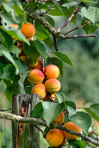 Aufnahme von mehreren Marillen auf dem Baum