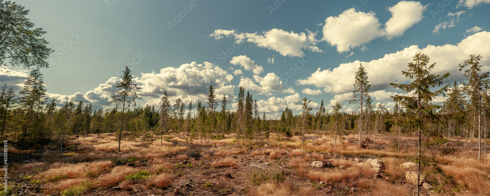 Northen forest scenic large panoramic view