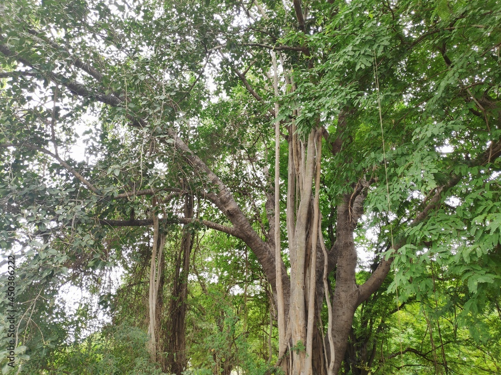 Fototapeta premium tree in the forest