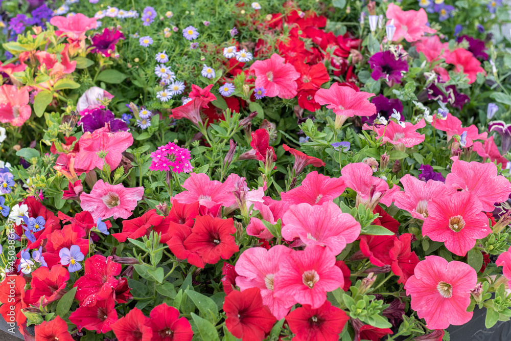 Colorfull Petunia flowers under natural lighting. Summer flower beds.