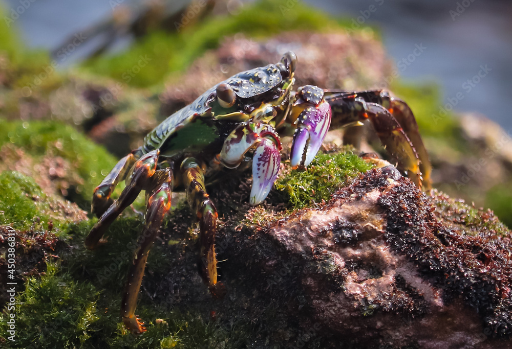 Photo of Crab on rock  , At  Sea end
