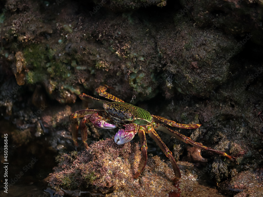 Photo of Crab on rock  , At  Sea end