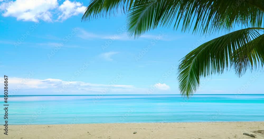 palm tree on the beach palm tree on the beach
