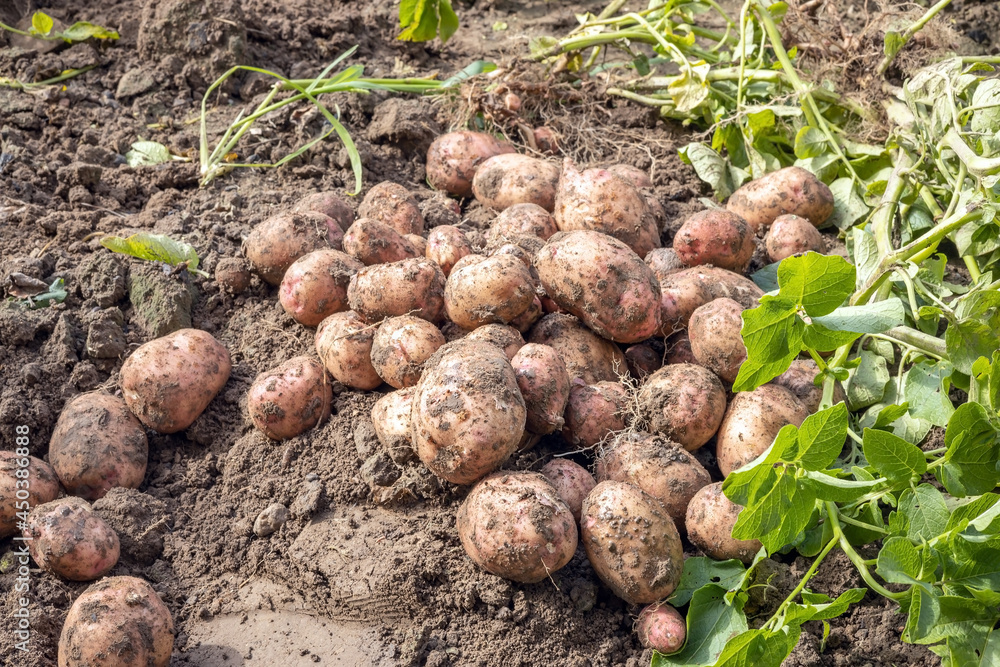 a pile of dug-out potatoes lies on the ground