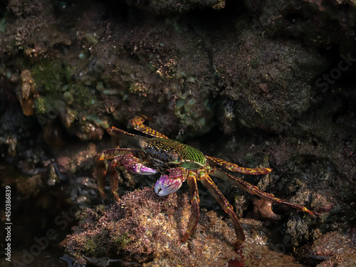 Photo of Crab on rock    At  Sea end