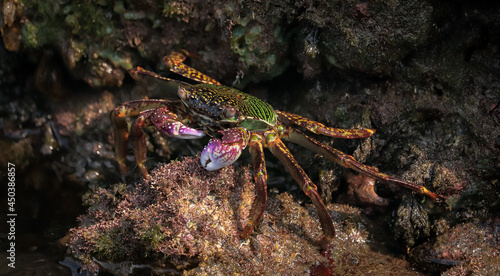 Photo of Crab on rock    At  Sea end