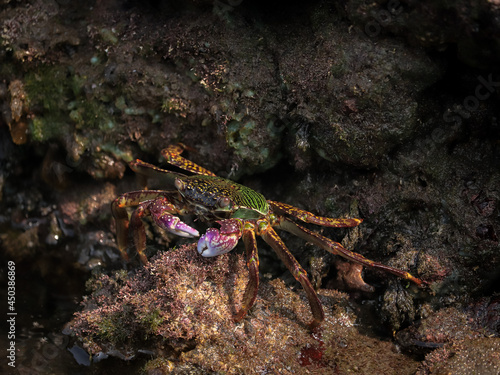 Photo of Crab on rock    At  Sea end