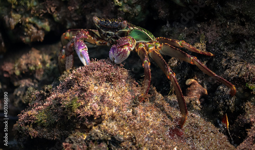 Photo of Crab on rock    At  Sea end