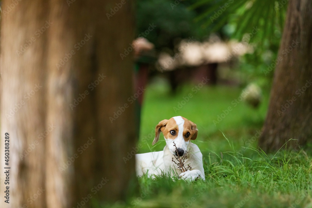 A white puppy with yellow spots of the terrier breed nibbles a stick in summer grass.