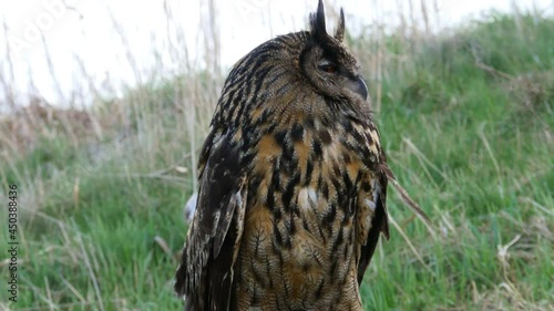 Eurasian Eagle Owl turns his head photo