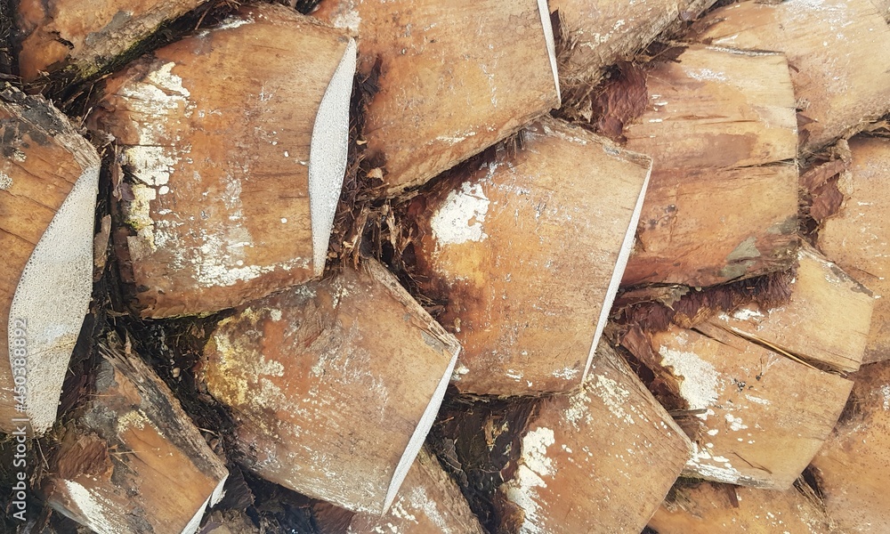 The cut leaf base of the palm tree. The cut leaf base of the palm tree.