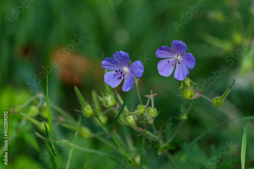 Meadow geranium purple flowers in green meadow grass