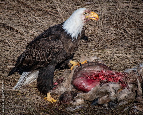 BALD EAGLE ON GROUND WITH TALONED FOOT ON DEER CARCASS photo