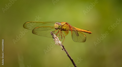 Dragonfly sitting on the flower © Akash kaparaveni