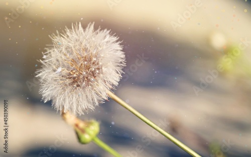 Dandelion flower spring time dream inspiration