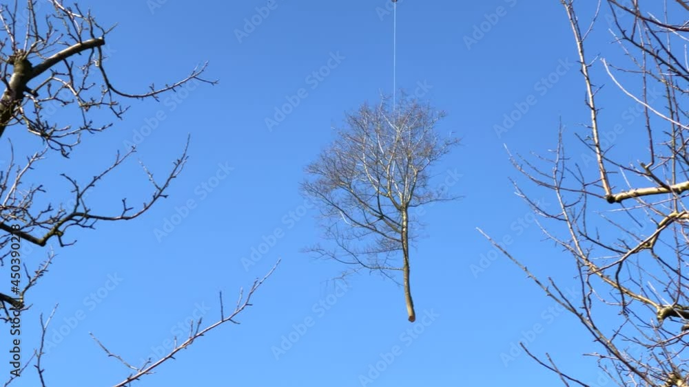 Dried tree carried by helicopter through the air Dried tree carried by helicopter through the air