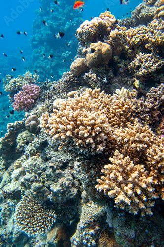 Colorful coral reef at the bottom of tropical sea, hard corals and fishes Anthias, underwater landscape