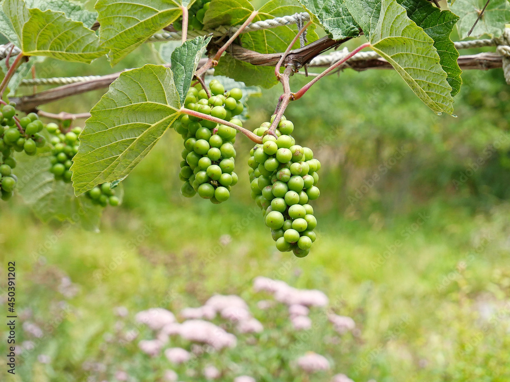 Ripening unripe grapes hanging on the rope Ripening unripe grapes hanging on the rope