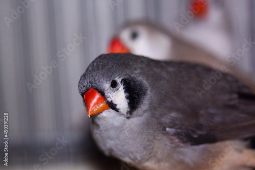 Beautiful perched bird with lush colors